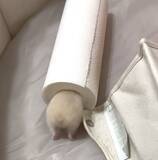 「ここに入るために生まれてきた？芯にジャストフィットなハムスター」の画像3