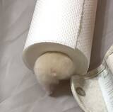 「ここに入るために生まれてきた？芯にジャストフィットなハムスター」の画像4