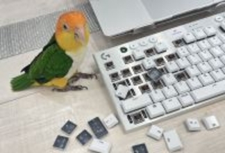 ドヤ顔のキーキャップ外し職人に苦笑　インコと暮らす“現実”が話題に