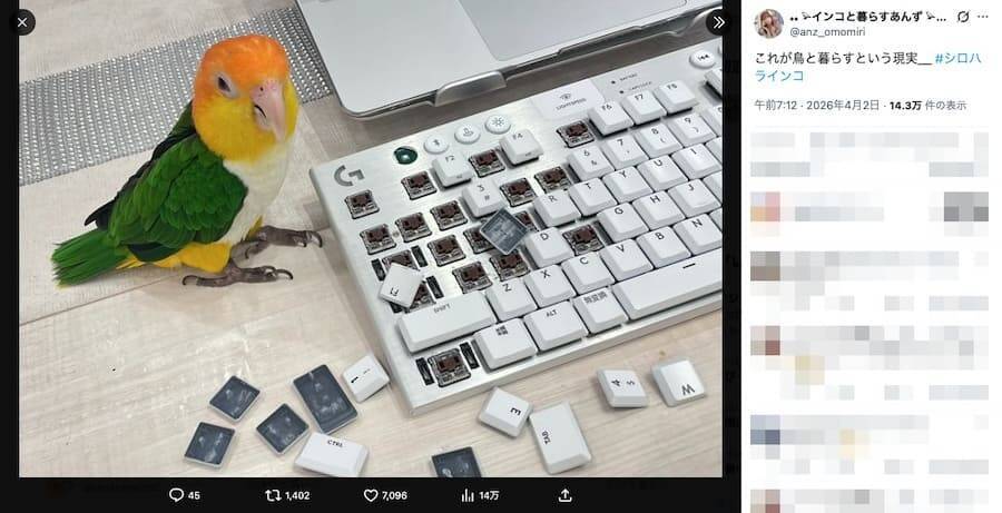 ドヤ顔のキーキャップ外し職人に苦笑　インコと暮らす“現実”が話題に