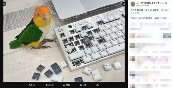 「ドヤ顔のキーキャップ外し職人に苦笑　インコと暮らす“現実”が話題に」の画像