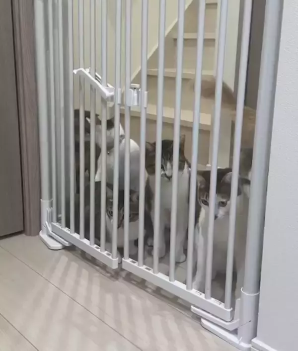 「にゃんこ7匹がゲートを強行突破！？家の片隅で起こった“かわいい暴動”」の画像