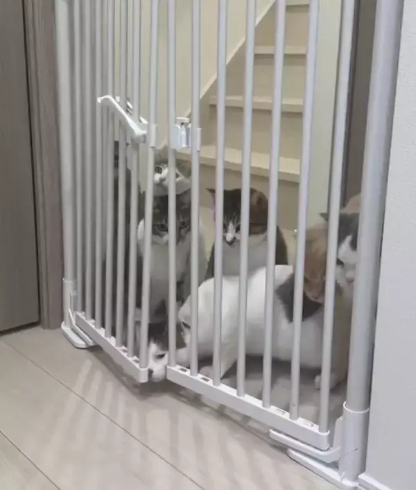 「にゃんこ7匹がゲートを強行突破！？家の片隅で起こった“かわいい暴動”」の画像