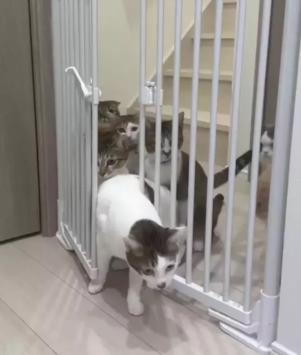 「にゃんこ7匹がゲートを強行突破！？家の片隅で起こった“かわいい暴動”」の画像
