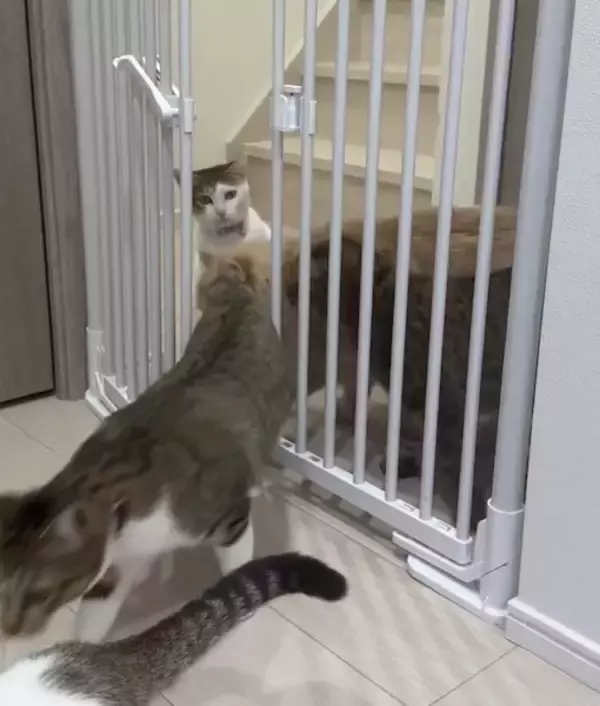 「にゃんこ7匹がゲートを強行突破！？家の片隅で起こった“かわいい暴動”」の画像