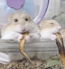 体育会系と美食家？　煮干しを味わうハムたちの「対照的な食事スタイル」が話題