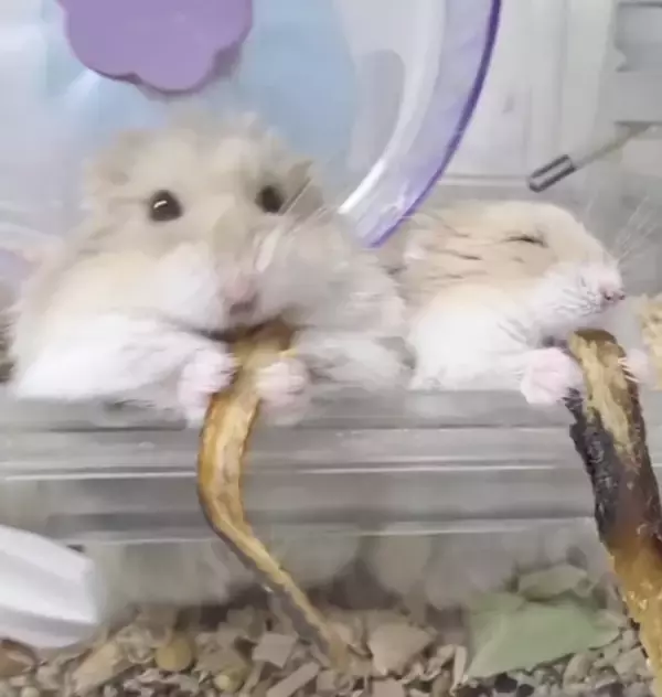 体育会系と美食家？　煮干しを味わうハムたちの「対照的な食事スタイル」が話題