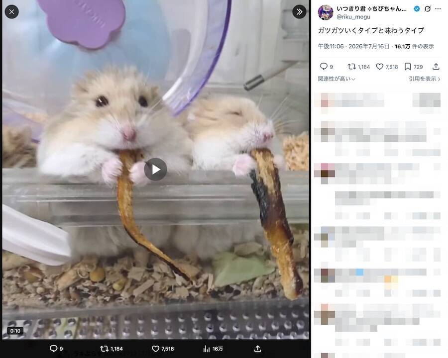 体育会系と美食家？　煮干しを味わうハムたちの「対照的な食事スタイル」が話題