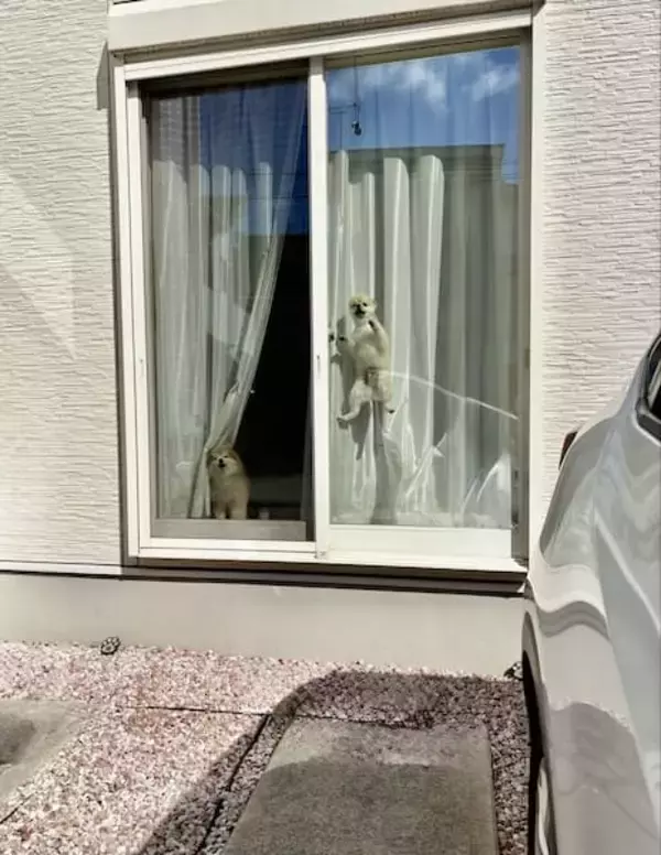 ケージに入れても安心できない？とんでもないジャンプを披露するポメラニアン