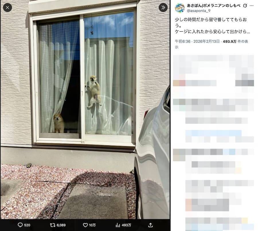 ケージに入れても安心できない？とんでもないジャンプを披露するポメラニアン