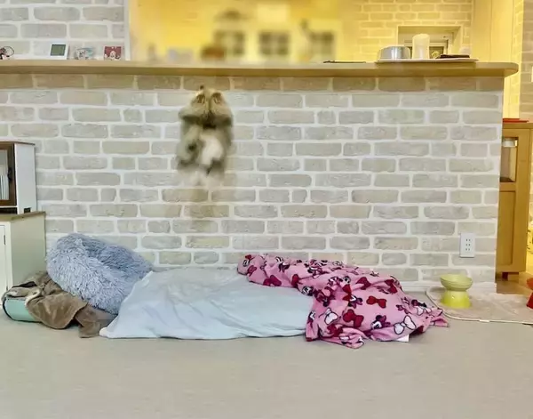 「ケージに入れても安心できない？とんでもないジャンプを披露するポメラニアン」の画像