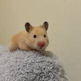 「「ｵﾋｮｰ」な表情に21万いいね　隙間に入り込んだハムスターの変顔が破壊力抜群」の画像3