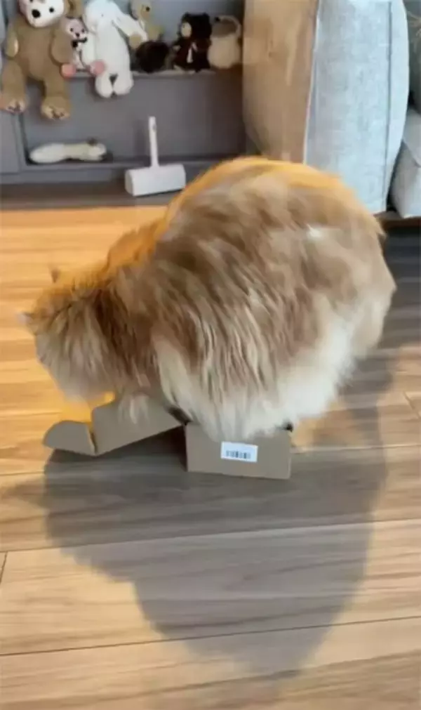 猫は液体……でも流石にそれは無理では？小さな箱に挑み続けるメインクーン