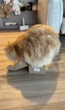 猫は液体……でも流石にそれは無理では？小さな箱に挑み続けるメインクーン