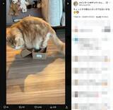 「猫は液体……でも流石にそれは無理では？小さな箱に挑み続けるメインクーン」の画像2