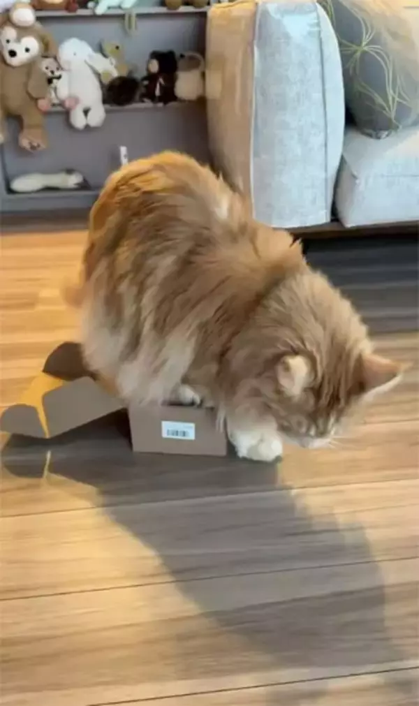 「猫は液体……でも流石にそれは無理では？小さな箱に挑み続けるメインクーン」の画像