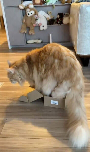 猫は液体……でも流石にそれは無理では？小さな箱に挑み続けるメインクーン