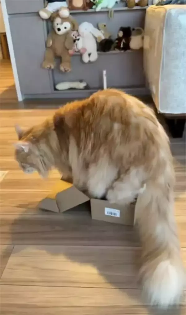 「猫は液体……でも流石にそれは無理では？小さな箱に挑み続けるメインクーン」の画像