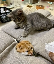 椅子の下からニョキッ！隙間から生えてきた猫の“にゃま首”にびっくり