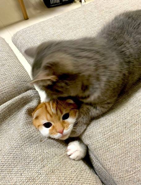 椅子の下からニョキッ！隙間から生えてきた猫の“にゃま首”にびっくり