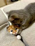 「椅子の下からニョキッ！隙間から生えてきた猫の“にゃま首”にびっくり」の画像2