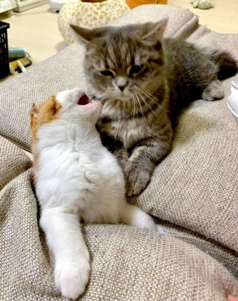 椅子の下からニョキッ！隙間から生えてきた猫の“にゃま首”にびっくり
