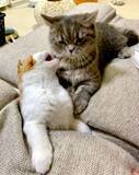 「椅子の下からニョキッ！隙間から生えてきた猫の“にゃま首”にびっくり」の画像3