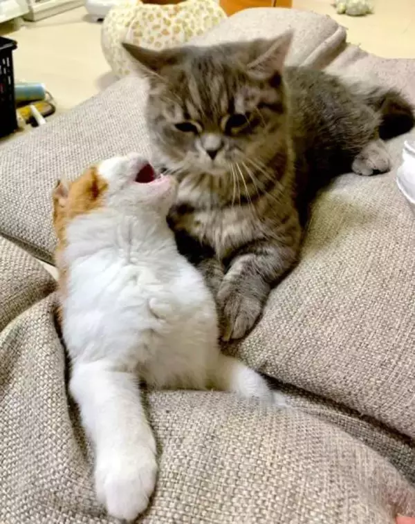 「椅子の下からニョキッ！隙間から生えてきた猫の“にゃま首”にびっくり」の画像