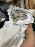 「まるで人間の赤ちゃん　おくるみに包まれてウットリする甘えん坊猫さん」の画像1