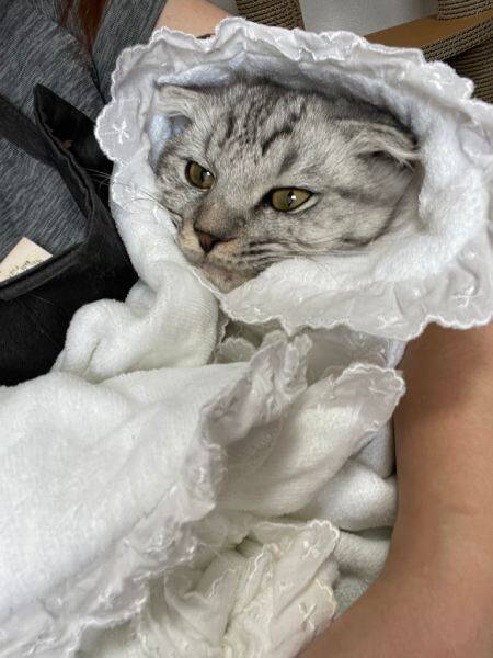 まるで人間の赤ちゃん　おくるみに包まれてウットリする甘えん坊猫さん