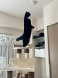 「中に人入ってる？猫背の概念を覆す直立キャットにネット騒然」の画像2