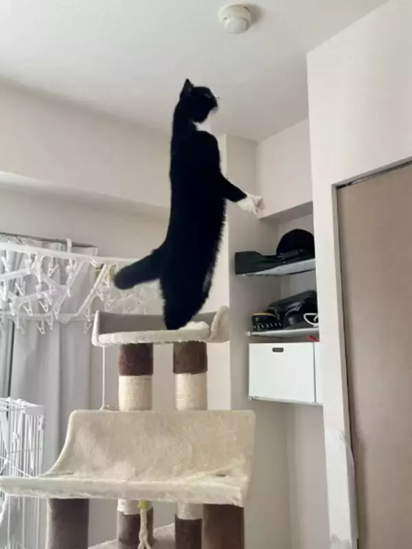 「中に人入ってる？猫背の概念を覆す直立キャットにネット騒然」の画像
