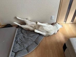 犬生初の床暖房に出会ったハスキー　喜びを全身で表現