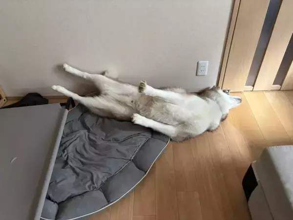 犬生初の床暖房に出会ったハスキー　喜びを全身で表現