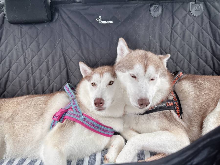 犬生初の床暖房に出会ったハスキー　喜びを全身で表現