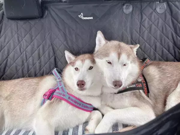 「犬生初の床暖房に出会ったハスキー　喜びを全身で表現」の画像