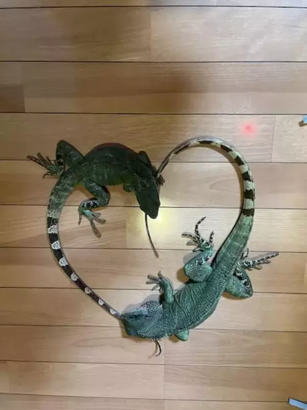 トカゲのカップルが生み出した奇跡の1枚！交尾行動中の愛らしい“ハート”に反響