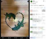 「トカゲのカップルが生み出した奇跡の1枚！交尾行動中の愛らしい“ハート”に反響」の画像2