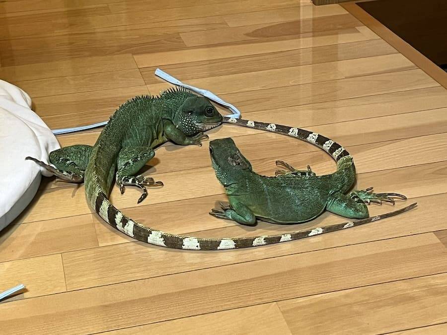 トカゲのカップルが生み出した奇跡の1枚！交尾行動中の愛らしい“ハート”に反響