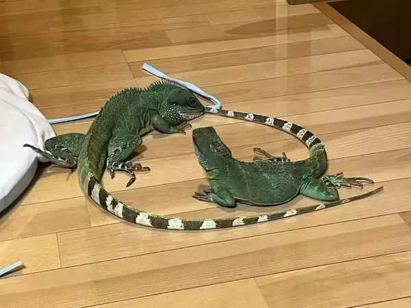 「トカゲのカップルが生み出した奇跡の1枚！交尾行動中の愛らしい“ハート”に反響」の画像