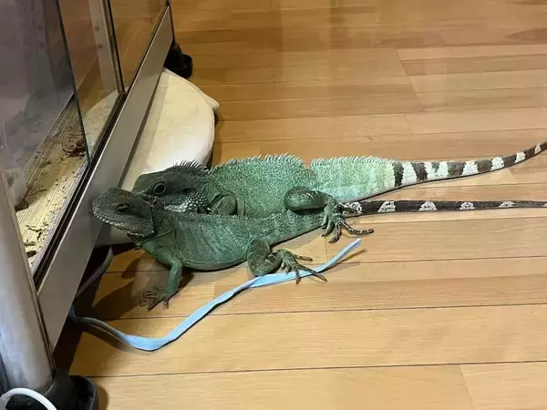 「トカゲのカップルが生み出した奇跡の1枚！交尾行動中の愛らしい“ハート”に反響」の画像