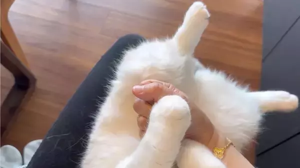 「中毒性抜群！猫との「謎のグーパー遊び」に飼い主も夢中」の画像