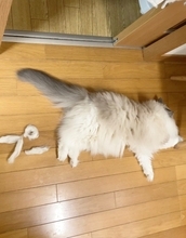 猫のおなら、ついに可視化！？ 抜け毛アートで「プー」音を表現