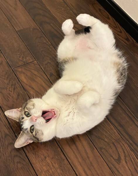 まるで救出ミッション？ベッドの小窓から顔を覗かせる猫の「特殊部隊ごっこ」が緊迫感たっぷり