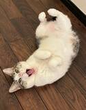 「まるで救出ミッション？ベッドの小窓から顔を覗かせる猫の「特殊部隊ごっこ」が緊迫感たっぷり」の画像2