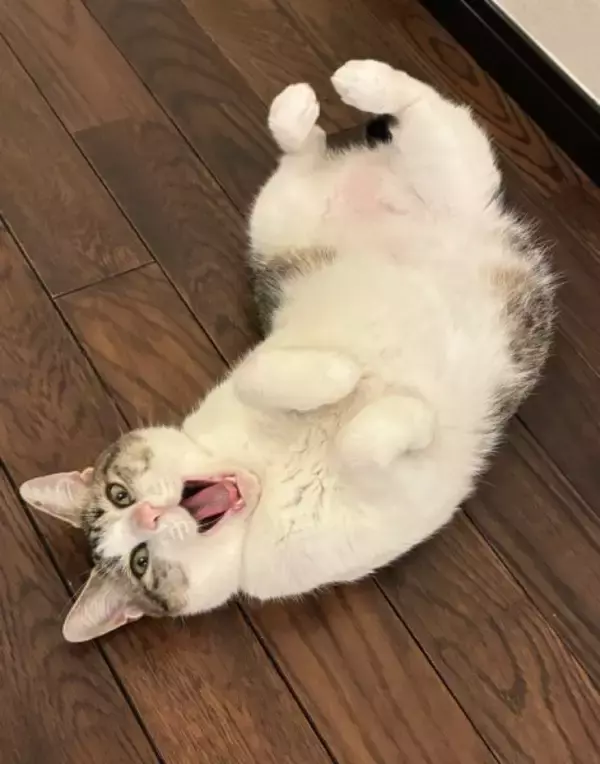 「まるで救出ミッション？ベッドの小窓から顔を覗かせる猫の「特殊部隊ごっこ」が緊迫感たっぷり」の画像