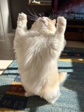 このバリアは突破したい！おもちゃで遊ぶラグドールの、破壊的にかわいい1枚