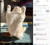 「このバリアは突破したい！おもちゃで遊ぶラグドールの、破壊的にかわいい1枚」の画像2