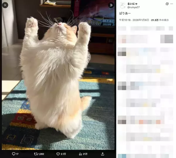 「このバリアは突破したい！おもちゃで遊ぶラグドールの、破壊的にかわいい1枚」の画像