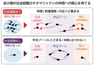 「ぼっち育ち」のオタマジャクシ、仲間に近づかなくなる　京大が社会性を研究